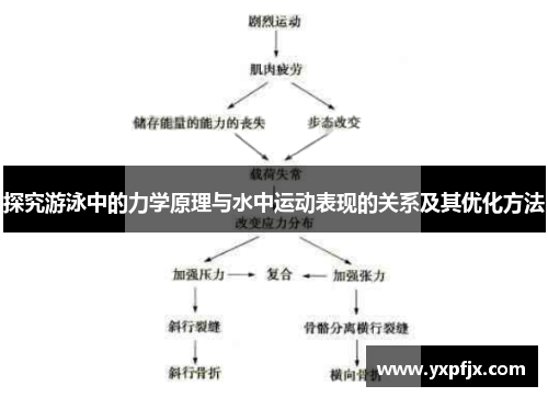 探究游泳中的力学原理与水中运动表现的关系及其优化方法